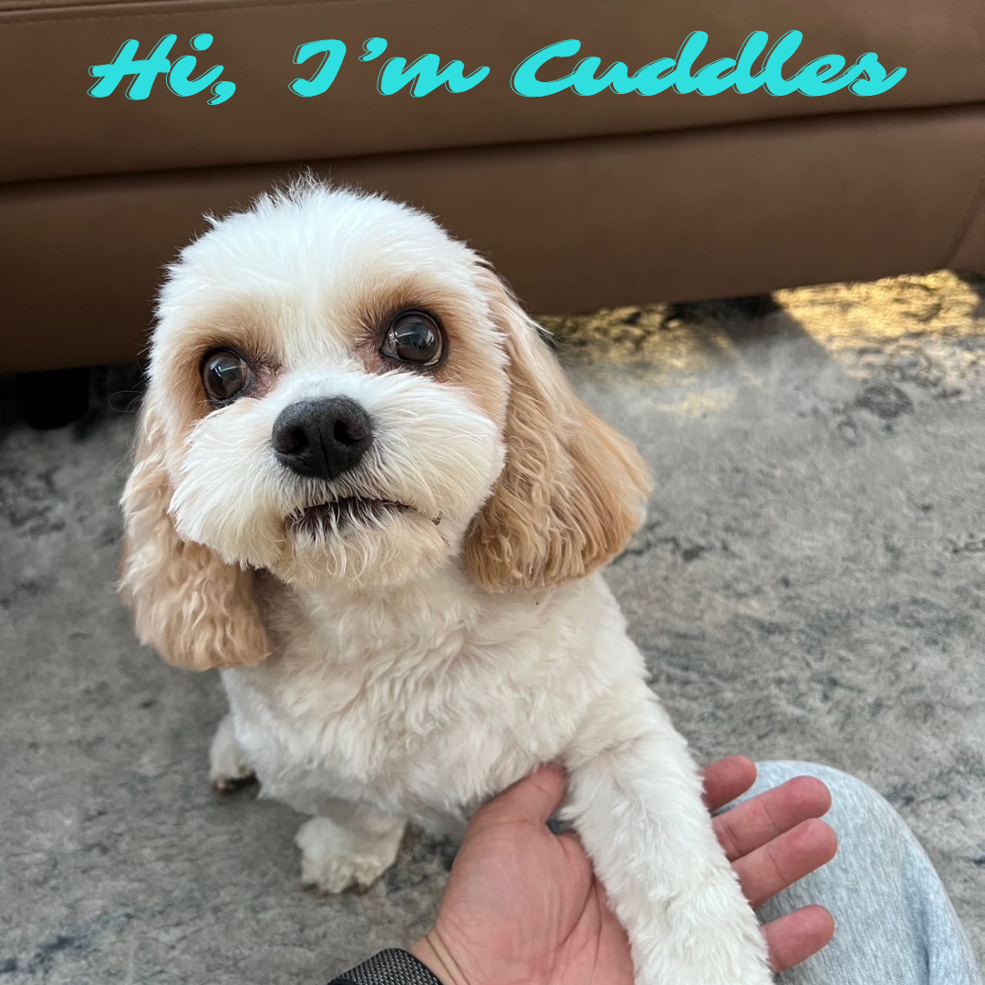 Our story- Cuddles' Autobiographical Tale - A warm and paw-some Journey