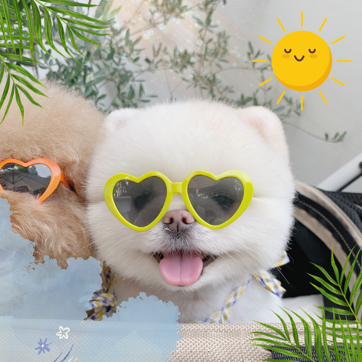 "Go to the Beach" Dog and Cat Sunnies