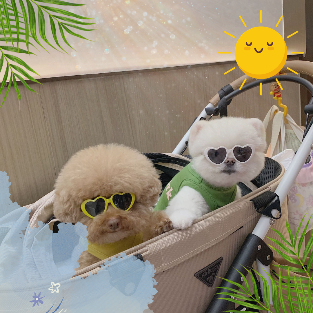 "Go to the Beach" Dog and Cat Sunnies