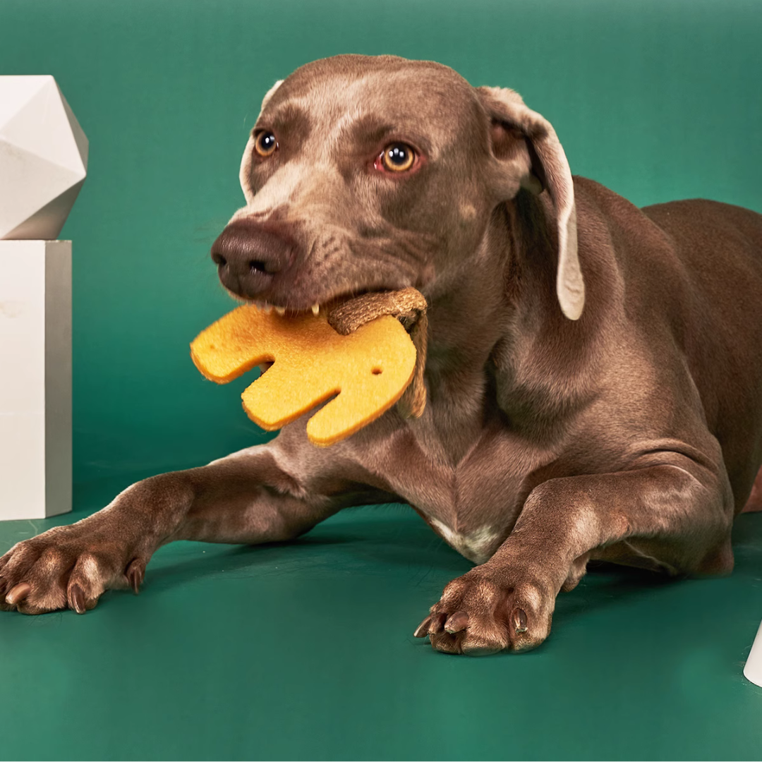 Fun Meets Health: Dog Dental Chew Toys- Elephant