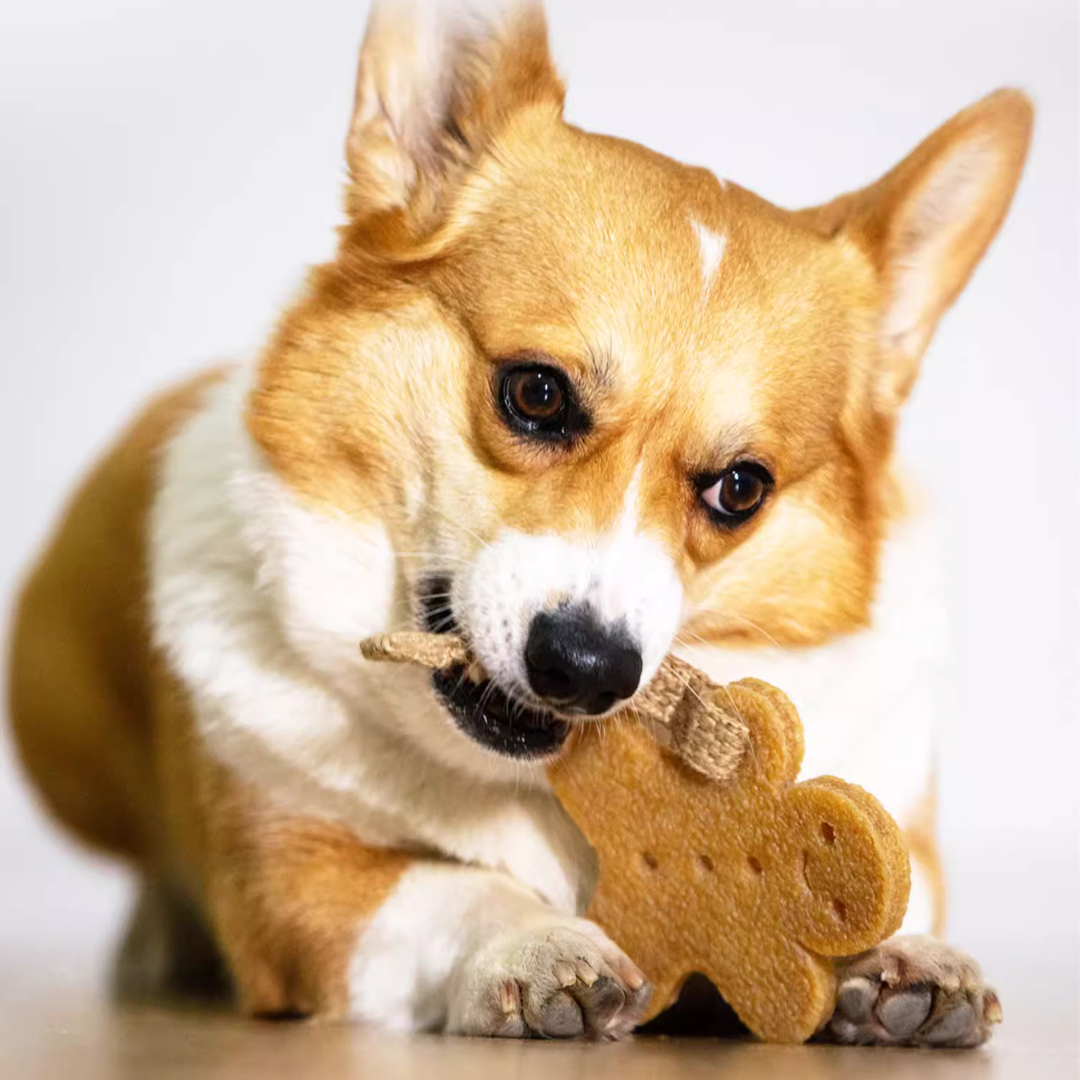 Fun Meets Health: Dog Dental Chew Toys - Gingerbread Man