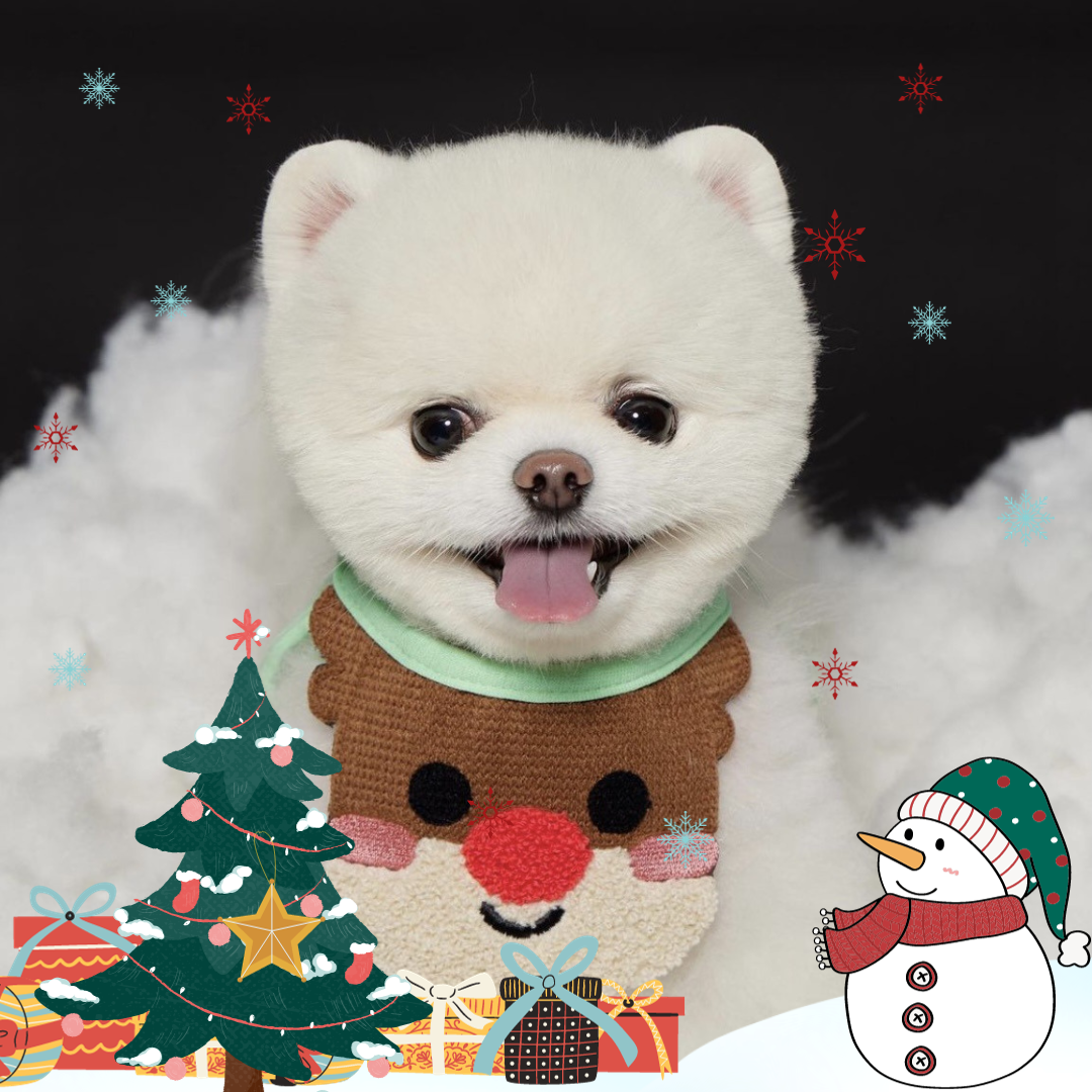 Festive Furry Fashion: The Perfect Christmas Bib for Pets