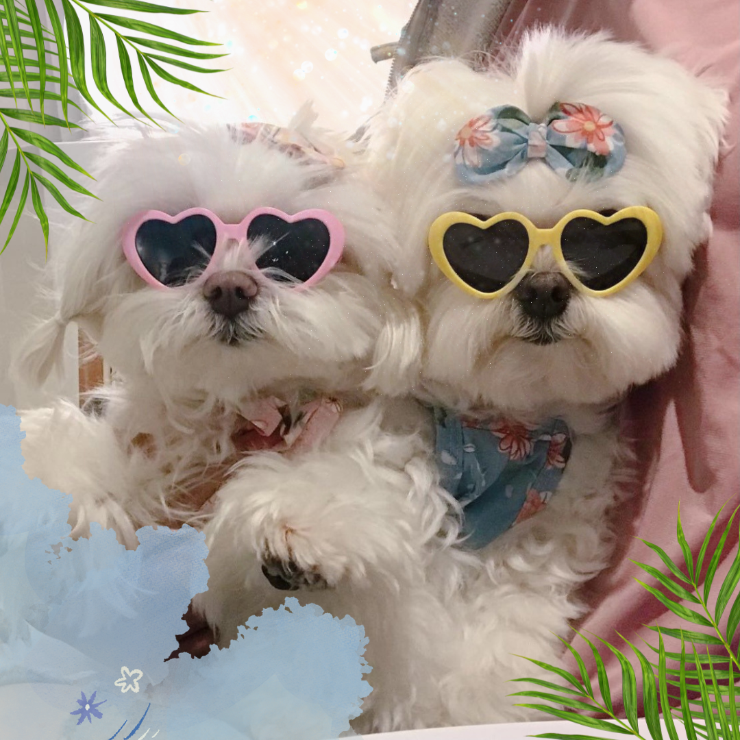 "Go to the Beach" Dog and Cat Sunnies