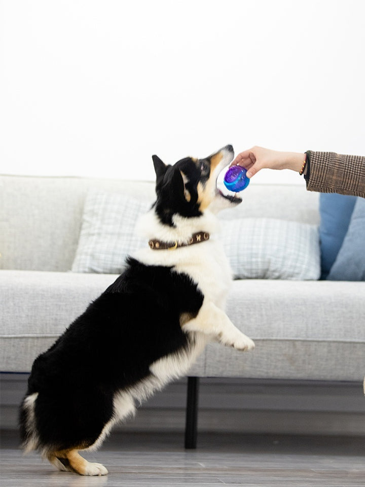 Bounce Into Fun: The Ultimate Play Ball for Dogs